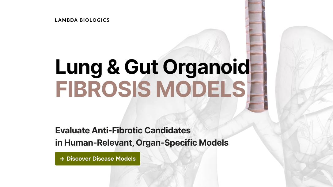 Blog banner Lambda Biologics Fibrosis