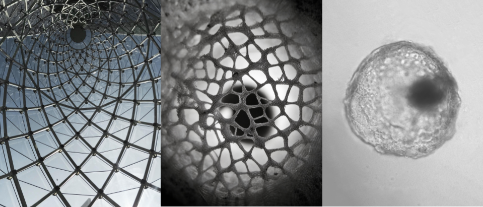 scaffolding architecture Lambda Biologics Lambda Biologics Collage of three images a glass geodesic dome lattice a close up of a porous skeletal structure and a single cell under a light microscope