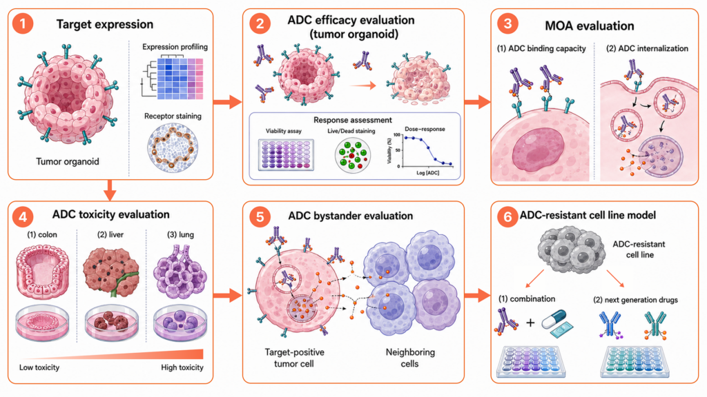 Organoid-based ADC Evaluation