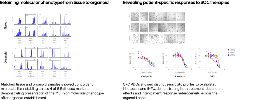 CRC Organoids Validation - drug-response profiling