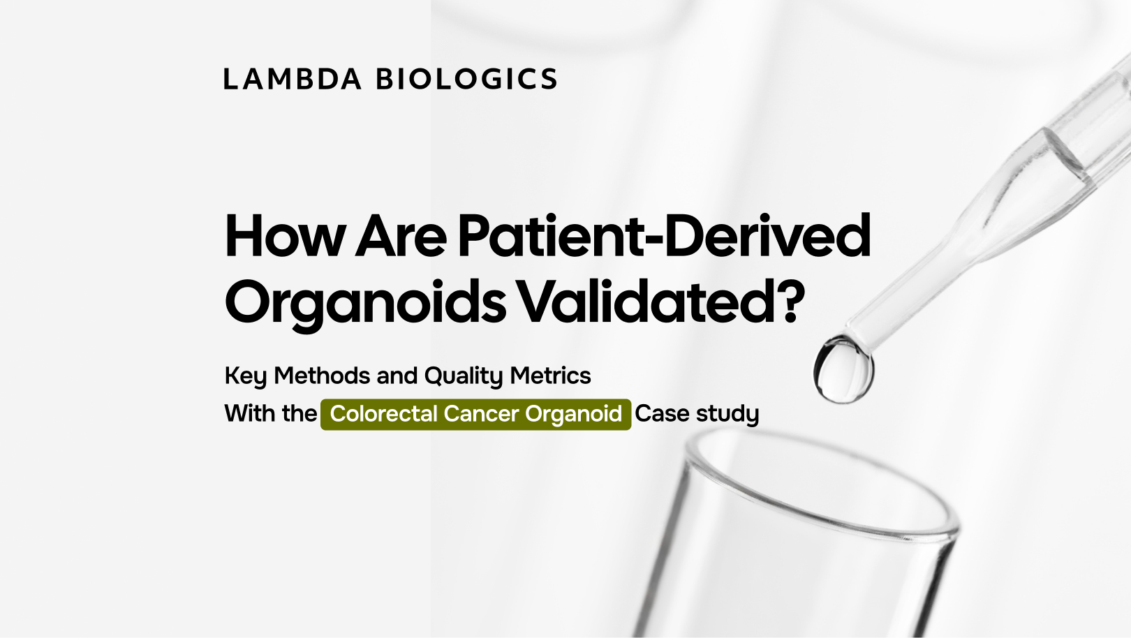 How Are Patient-Derived Organoids Validated? Key Methods and Quality Metrics