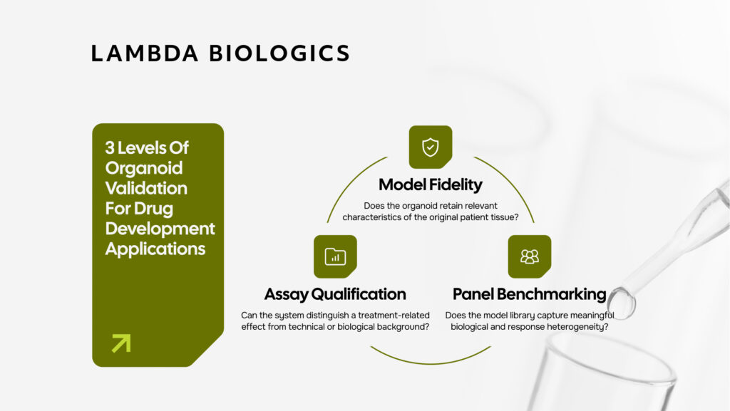 3 Levels Of Organoid Validation For Drug Development Applications