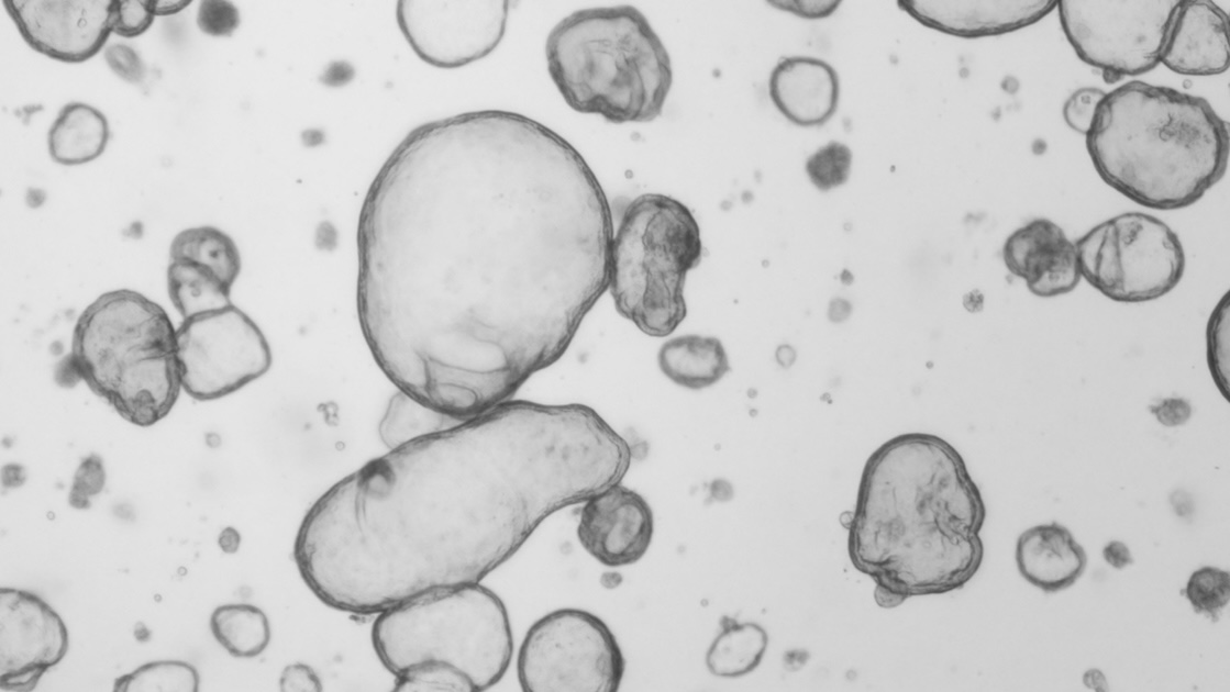 Togetherness: From Living Systems to Cellular Societies