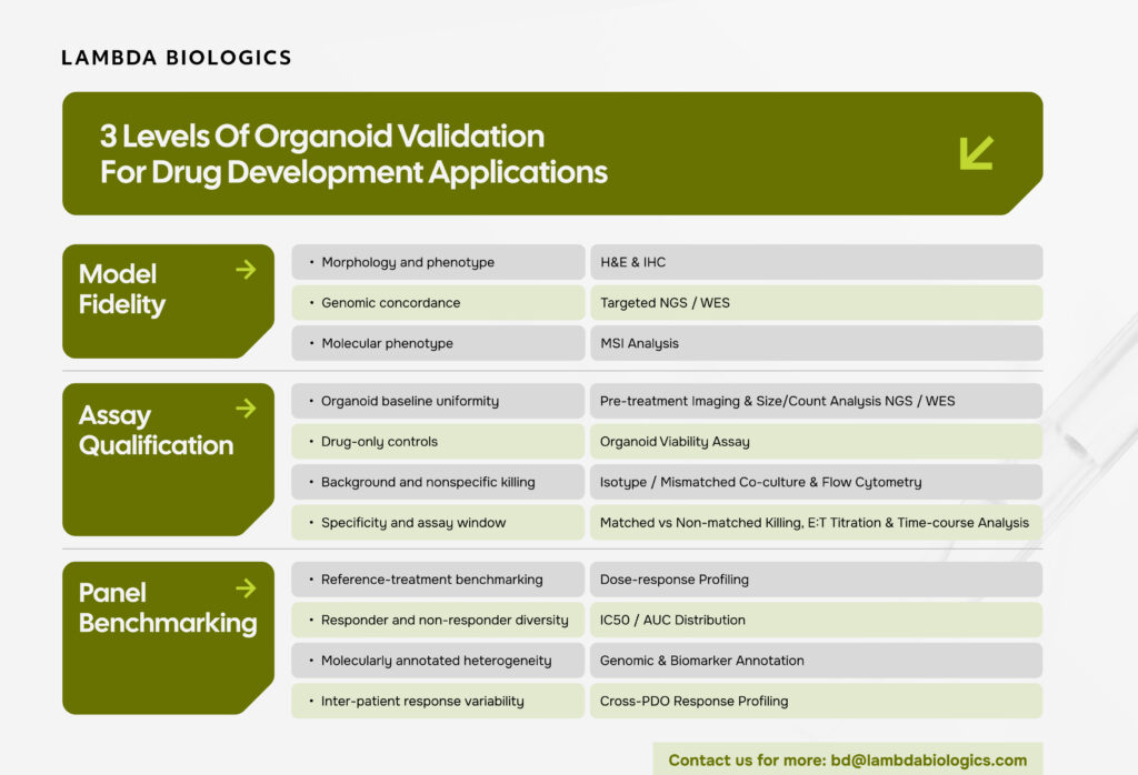 Patient-Derived Organoid Validation