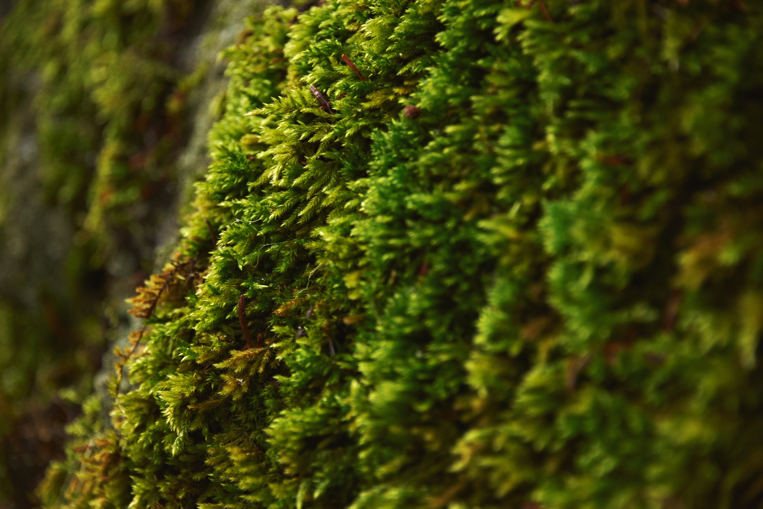 Design of the Unusual: When Growth Becomes a Way of Making