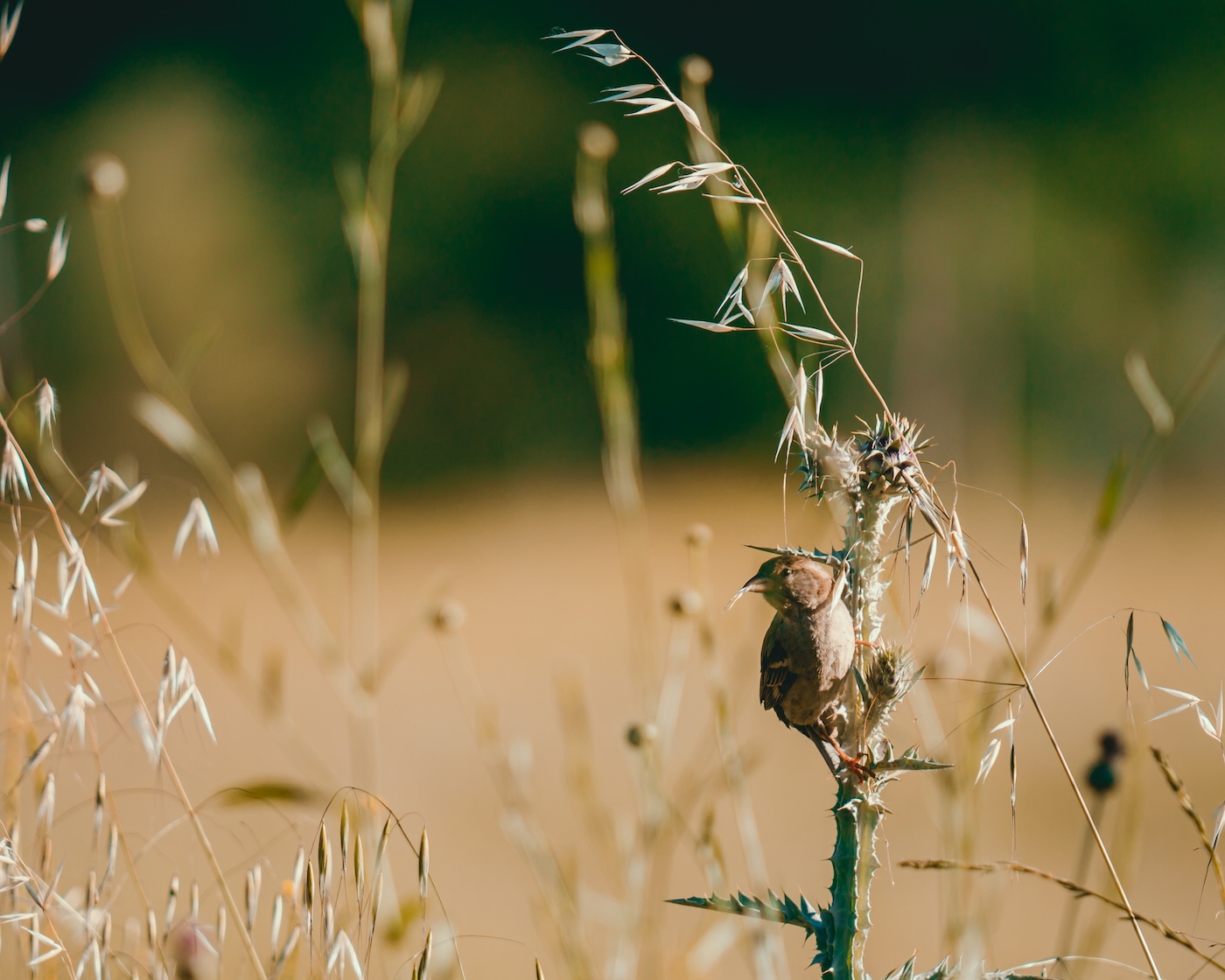 Super Nature by Ed Sayers: The Ecology Within