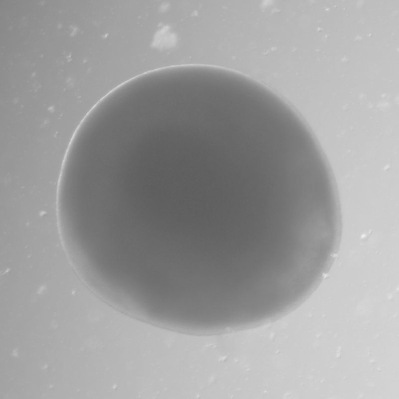 Striatal-Organoids-main